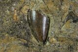 Partial Tyrannosaur (Undescribed) Tooth In Situ - Texas #97799-2